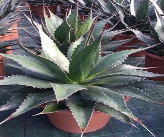 Winterharde Agave (Agave montana)