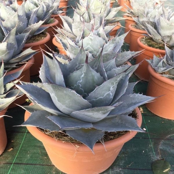 Agave (Agave parrasana)