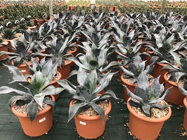 Agave
