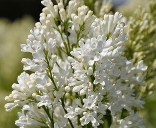Sering (Syringa Villosae 'Agnes Smith')