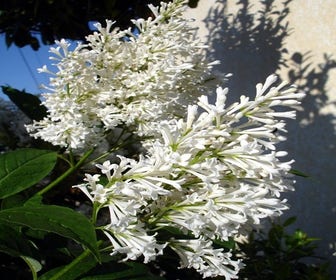 Canadese sering (Syringa josiflexa 'Agnes Smith') 