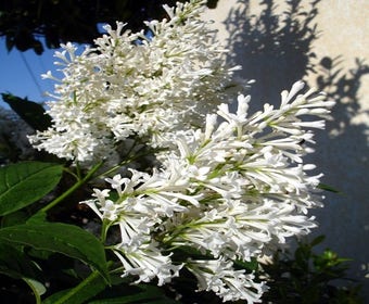 Canadese sering (Syringa josiflexa 'Agnes Smith') 