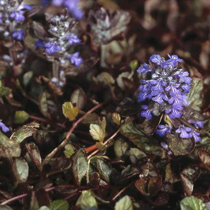 Ajuga reptans Atropurpurea