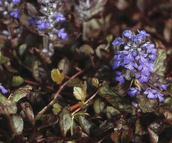Zenegroen (Ajuga reptans 'Atropurpurea')