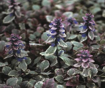 Zenegroen (Ajuga reptans 'Burgundy Glow')
