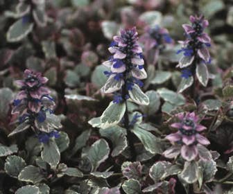 Zenegroen (Ajuga reptans 'Burgundy Glow')