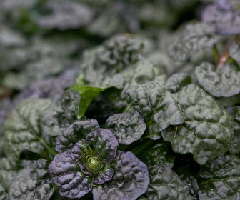 Zenegroen (Ajuga pyramidalis 'Metallica Crispa')