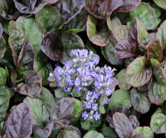 Zenegroen (Ajuga reptans 'Catlin's Giant')