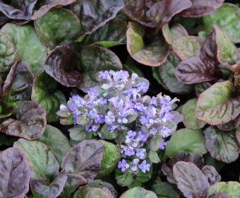 Zenegroen (Ajuga reptans 'Catlin's Giant')