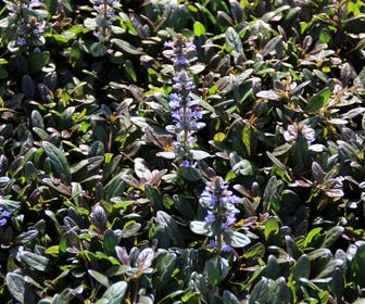Zenegroen (Ajuga reptans 'Chocolate Chip')