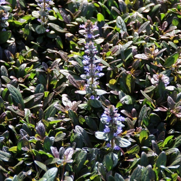 Ajuga reptans 'Chocolate Chip (Zenegroen)