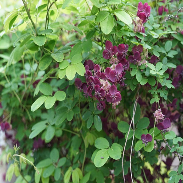 Schijnaugurk kopen? Akebia quinata met groeigarantie