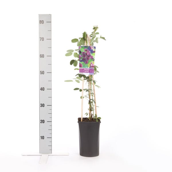 Schijnaugurk kopen? Akebia quinata met groeigarantie