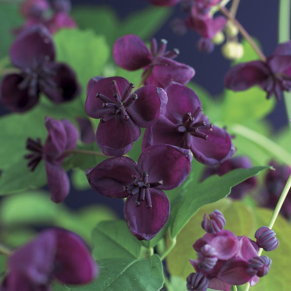 Akebia (Akebia quinata) bloemen