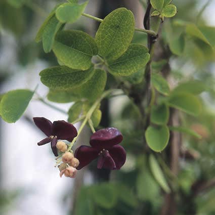 Akebia quinata (Akebia)