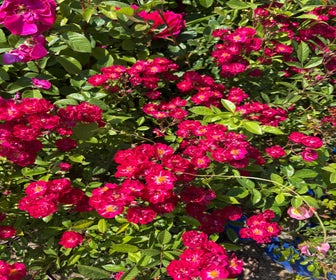 Polyantharoos (Rosa 'Alberich') (BIO)