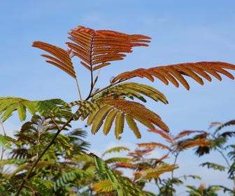 Perzische slaapboom als struik (Albizia julibrissin ‘Evey’s Pride’)