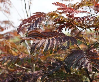 Perzische slaapboom als struik (Albizia 'Summer Chocolate')