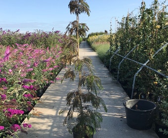 Perzische slaapboom (Albizia 'Chocolate Fountain')