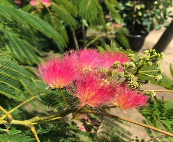 Perzische Slaapboom als struik (Albizia julibrissin 'Ombrella')