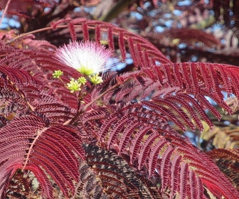 Perzische Slaapboom als boom (Albizia julibrissin 'Summer Chocolate')