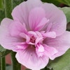 Stokroos (Alcea 'Parkrondell')