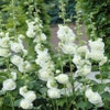 Stokroos (Alcea rosea 'Charters Double Weiss')