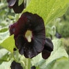 Stokroos (Alcea rosea 'Nigra')
