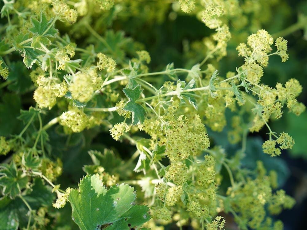 Alchemilla sericata 'Gold Strike'