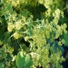 Vrouwenmantel (Alchemilla sericata 'Gold Strike')