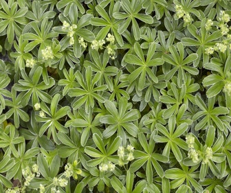 Vrouwenmantel (Alchemilla alpina)