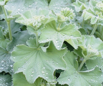Vrouwenmantel (Alchemilla mollis)
