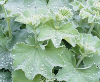 Vrouwenmantel (Alchemilla mollis)