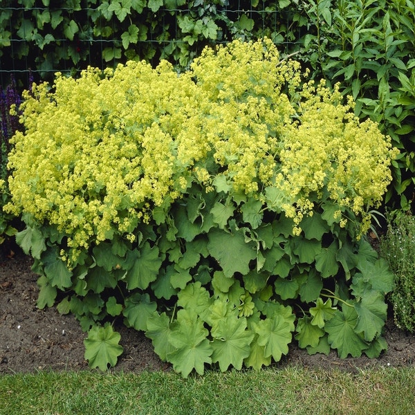 Vrouwenmantel (Alchemilla mollis 'Robustica')