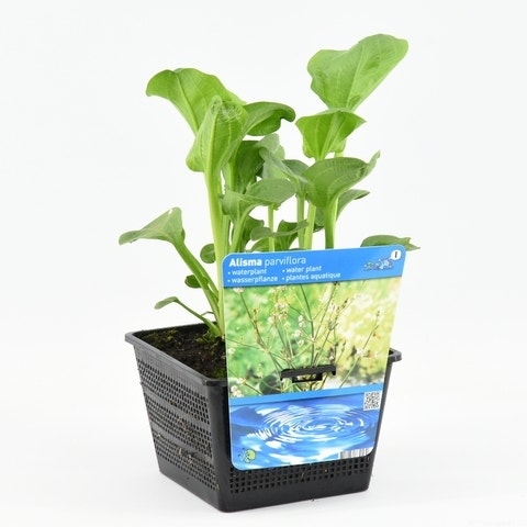 Alisma parviflora 18 cm mand