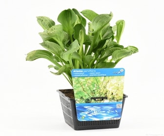 Waterweegbree (Alisma parviflora)