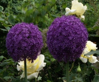 Sierui (Allium 'Ambassador'®)