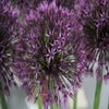 Sierui (Allium ‘Atlas’)