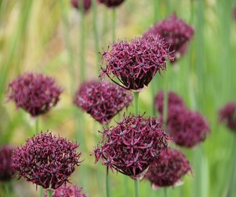 Sierui (Allium atropurpureum)