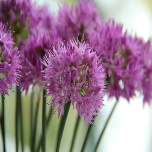 Allium carolinianum 'Rosy Dream' (Sierui)

