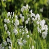 Sierui (Allium Cowanii)