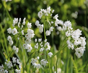 Sierui (Allium Cowanii)