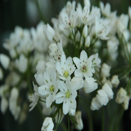 Allium cowanii (Sierui)
