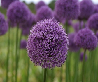 Sierui (Allium 'Gladiator')