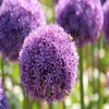 Sierui (Allium 'Globemaster'®)