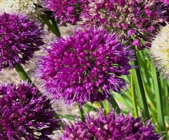 Allium (Allium 'Lavander Bubblers')