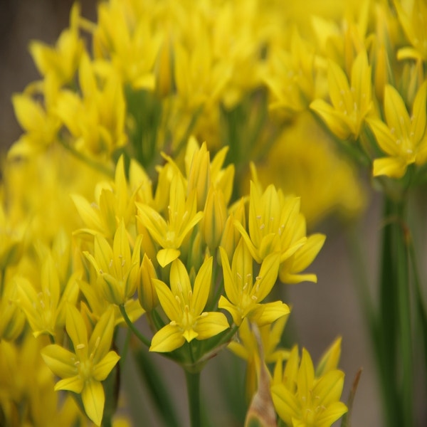 Allium moly (Sierui)
