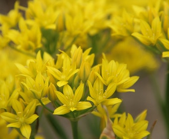 Sierui (Allium moly)