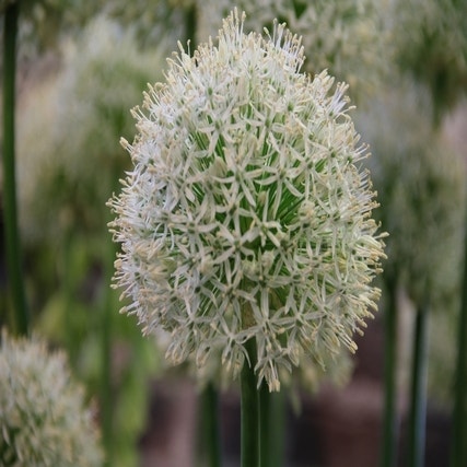 Allium 'Mount Everest' (Sierui)