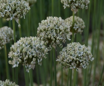 Sierui (Allium nigrum)